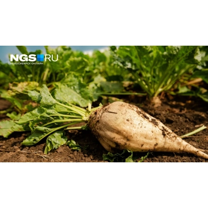 Свекла сорта КВ-Марта в земле