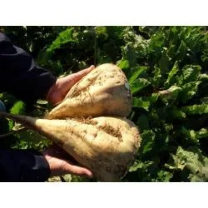 Руки держат корнеплоды сахарной свеклы на фоне зелёных листьев. - Ленора Rz F1