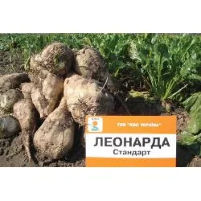 Свекла сорта Леонarda Стандарт на фоне поля - Леонарда F1
