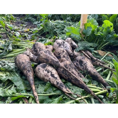 Свекольные корнеплоды сорта Лимозине на фоне зелени