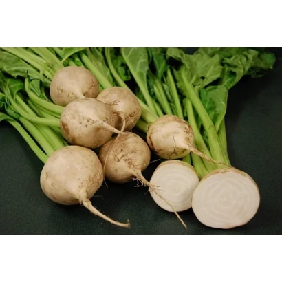 Свекольные корнеплоды сорта Логан с зелеными ботвами на темном фоне