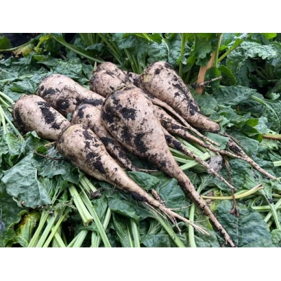 Sugar beet roots with soil and green leaves - Malibu