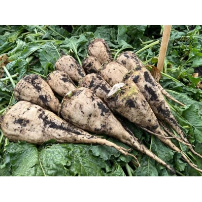 Свекольные корнеплоды сорта Марино на грядке