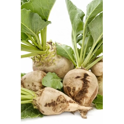 Свекольные корнеплоды с зелёной ботвой на белом фоне - Мелодия