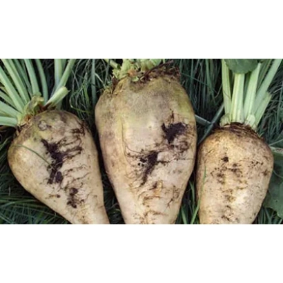 Три корнеплода сахарной свеклы с зелёными ботвами на зелёном фоне - Милан