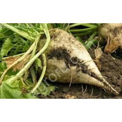 Свекольная ботва и корнеплод сорта Милорд на земле