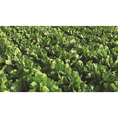 Field of sugar beet Mirage