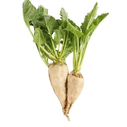 Две свекольные ботвы с корнеплодами сахарной свеклы - МН 31 Х ЕО 1