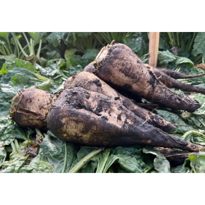 Свекольные корнеплоды на листьях - Монсан