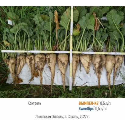 Beetroot variety SweetLife on white background - MS 849