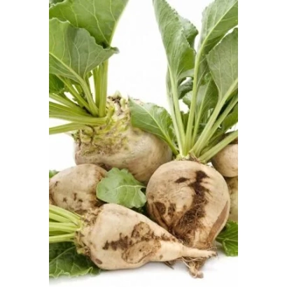 Beetroot roots with green tops on white background - NEUTRINO