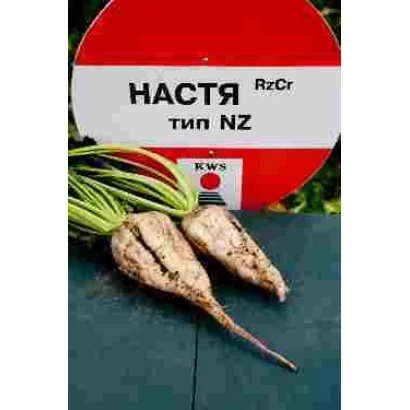 Семена сахарной свеклы НАСТЯ RzCr тип NZ с корнеплодами на фоне - Настя Rz Сr F1