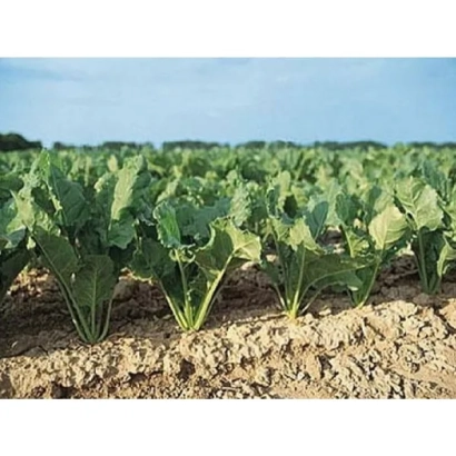 Поле сахарной свеклы Настя на фоне голубого неба