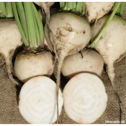 Свекольные корнеплоды с зелеными ботвами, два разрезанных пополам, демонстрирующие внутреннюю структуру - Ненси