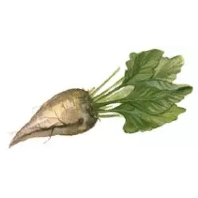 Сахарная свекла NS-H-082 RC - НС-Х-082 РЦ