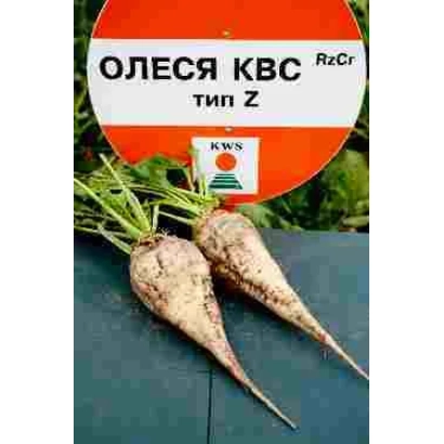 Sugar beet seeds Olesya KWS type Z with green foliage background