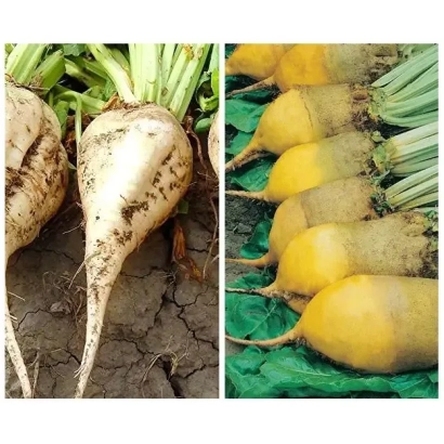 Свекольные корнеплоды сорта Оти на земле и в упаковке