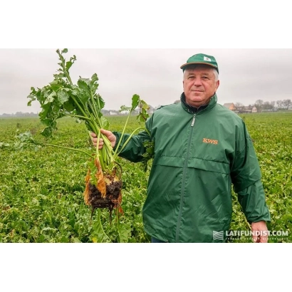 Man in green jacket holding sugar beet root against field background - Petr