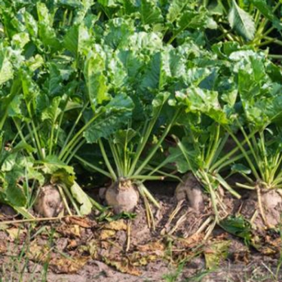 Сахарная свекла Плутон растёт в поле