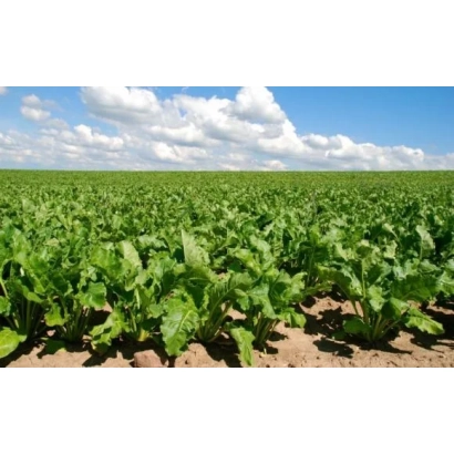 Sugar beet field POL 165