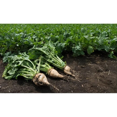 Sugar beet roots with tops in a field - POL 185