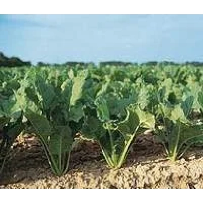 Sugar beet field POL 193