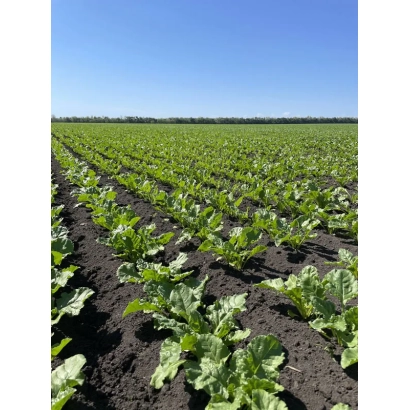 Sugar beet field POL HR 17