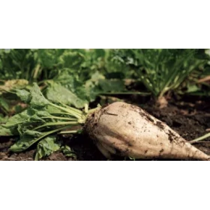 Beet foliage and root of sugar beet POLL FD 0607 in soil