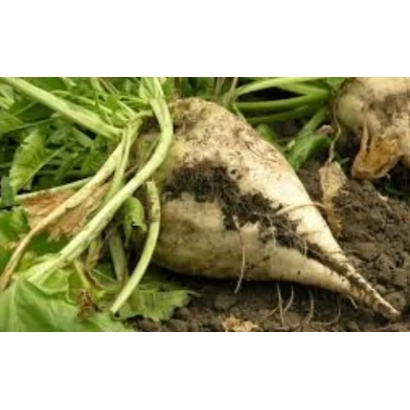 Свекольная ботва и корнеплод сахарной свеклы на земле - ПОРТЛАНД