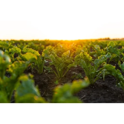 Field of sugar beet at sunset - PREMIERE