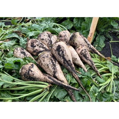 Свекольные корнеплоды сорта Протекта