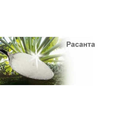 Свекла Расанта на лопатке с ярким светом