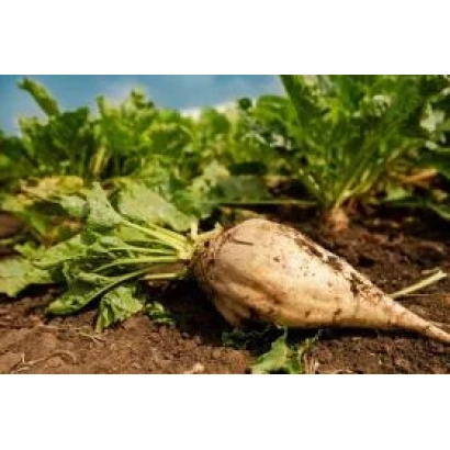 Свекольная ботва и корнеплод на земле - РАУМ