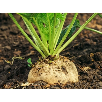 Seedling of sugar beet in soil - RITTER