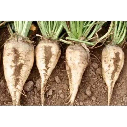 Чотири корені цукрової буряка на землі - РК 7