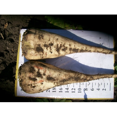 Две свеклы сорта РМС 503 на линейке для измерения длины