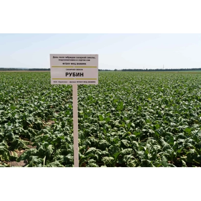 Sugar beet field with sign RUBIN