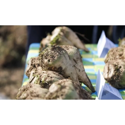 Свекольные корнеплоды на столе - РУП 363 ССС