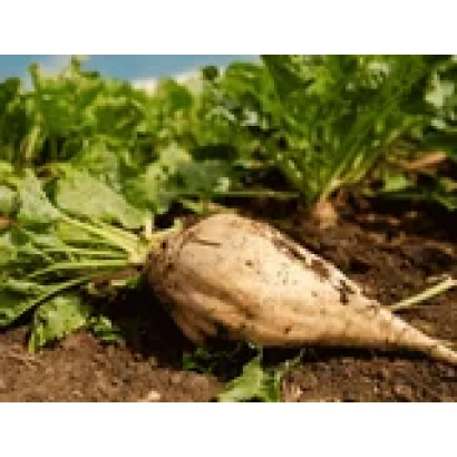 Beet foliage and root Ruteniia 11 on soil