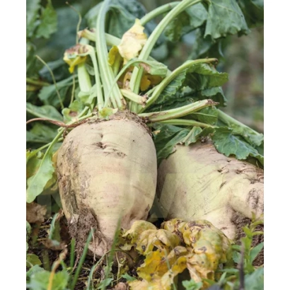 Ботва та корені цукрової буряка Рутенія 12