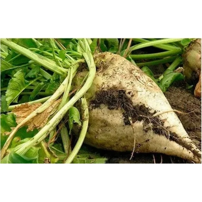 Ботва та кореневий плод цукрової буряка - Рутенія 13