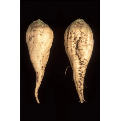 Two samples of sugar beet on a black background - C 2269 F