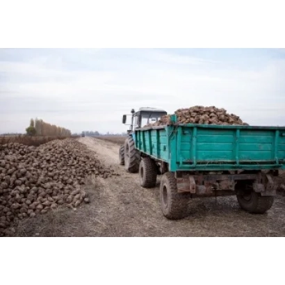 Truck loaded with sugar beets in a field - S 2471 M