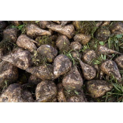 Куча свекольных корнеплодов на земле - 309/96