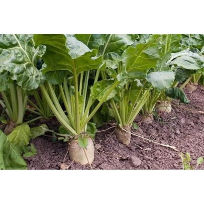 Сахарная свекла Селена в поле