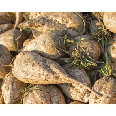 Sugar beet roots of the SEMERKA variety