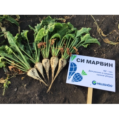 Sugar beet seeds SI MARVIN on soil with label