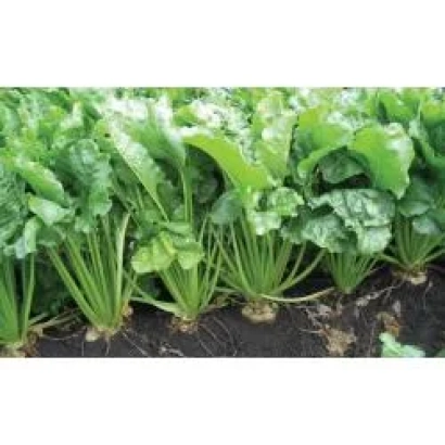 Рассада сахарной свеклы Снежанна Rz Cr F1