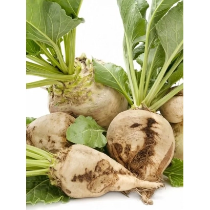 Fresh sugar beet roots with green leaves on a white background - Snizhana