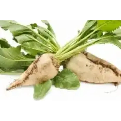 Sugar beet roots of variety SR 74 F with green leaves